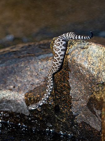Crotalus oreganus  PACIFIC RATTLESNAKE 9058913z