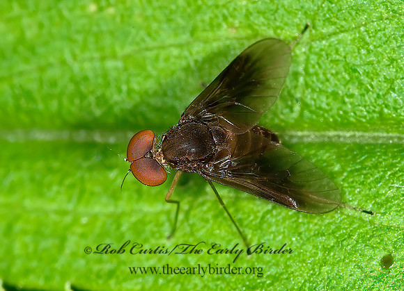 Chrysopilus quadratus  SNIPE FLY 6008473z