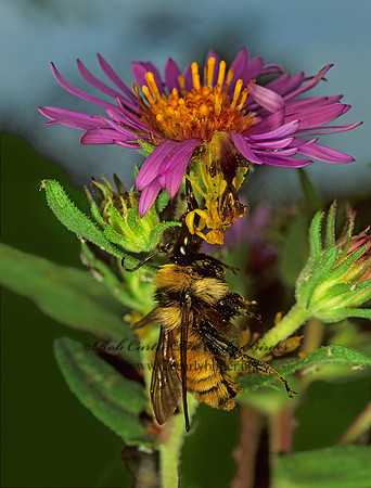 Phymata 115604z