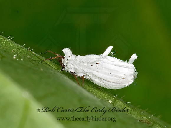 Ortheziidae  ENSIGN SCALE 3013601z