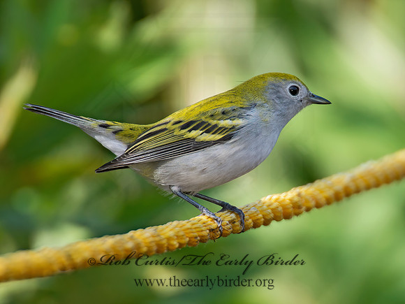 Setophaga pennsylvanica  CHESTNUT-SIDED WARBLER 9005334z