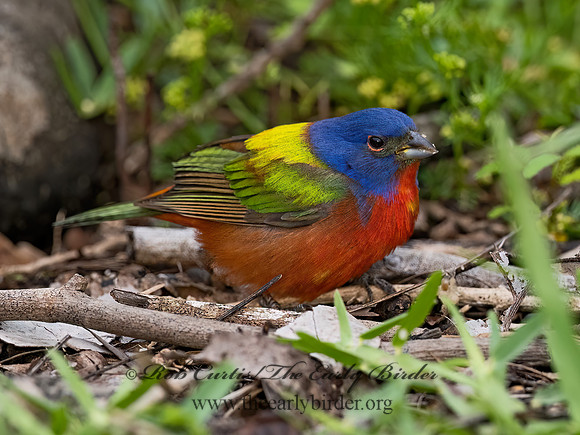 Passerina ciris  PAINTED BUNTING 3030407z