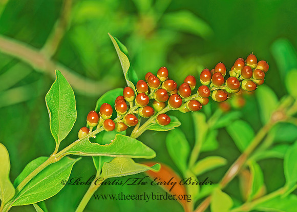 Citharexylum berlandieri  BERLANDIER'S FIDDLEWOOD 69724z