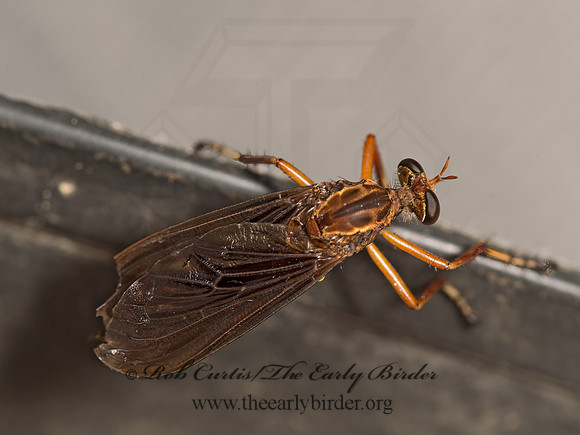 Diogmites platypterus HANGING THIEF 9049716z