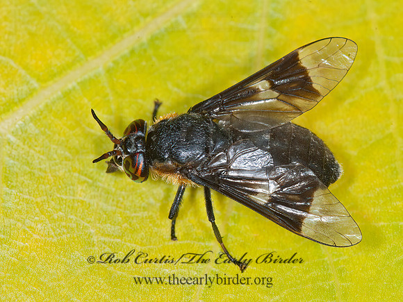 Chrysops mitis  DEER FLY 6008577z