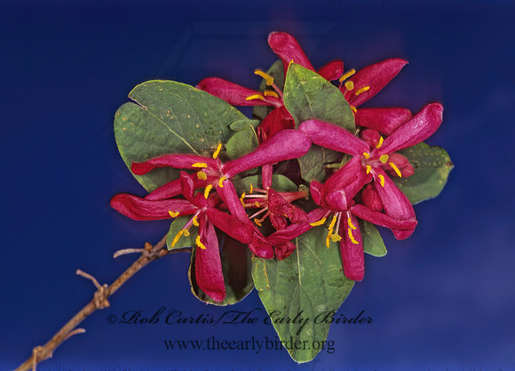 Lonicera tartarica  ARNOLD RED HONEYSUCKLE 279014z