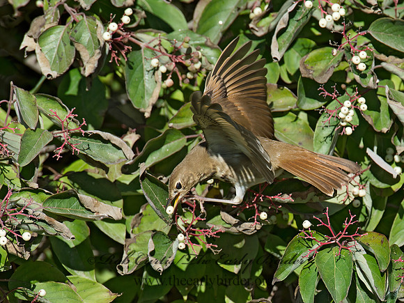 Catharus guttatus  HERMIT THRUSH 9015740z