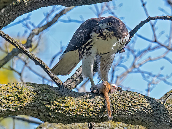 Buteo jamaicensis RED-TAILED HAWK 3047329 (1)