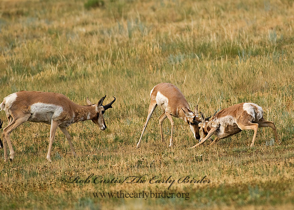 Antilocapra americana  PRONGHORN 7011609z