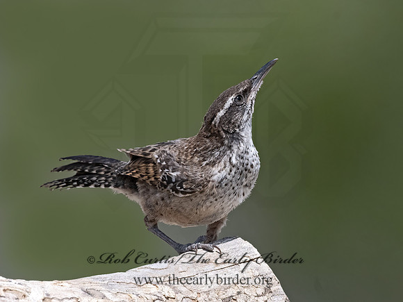 Campylorhynchus brunneicapillus  CACTUS WREN 3034173z