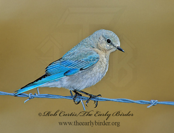 Sialia currucoides  MOUNTAIN BLUEBIRD  103015z