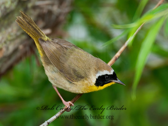 Geothylpis trichas  COMMON YELLOWTHROAT 3008027z