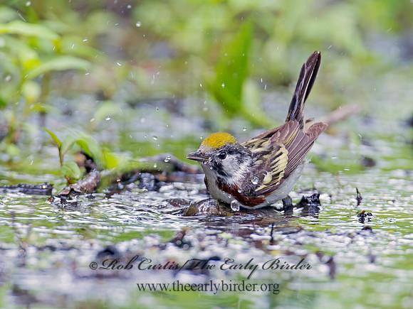 Setophaga pennsylvanica  CHESTNUT-SIDED WARBLER 9011709z