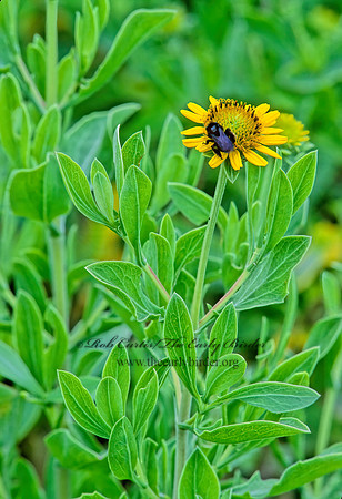 Borrichia frutuscens  BUSHY SEASIDE OXEYE 246934z