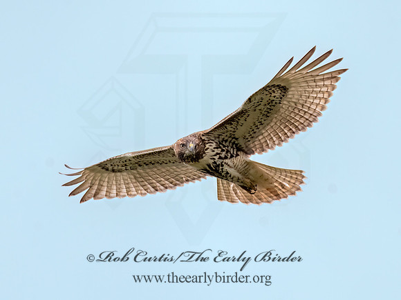 Buteo jamaicensis RED-TAILED HAWK 3047180 (1)