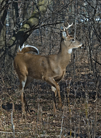 Odocoileus virginianus  WHITE-TAILED DEER  5017828z