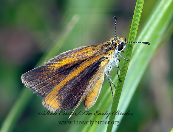Ancyloxypha numitor - LEAST SKIPPER 5009812z