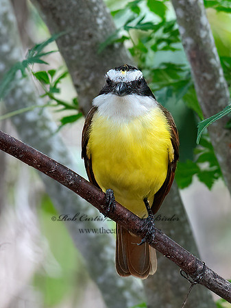 Pitangus sulphuratus  GREAT KISKADEE 6039469z