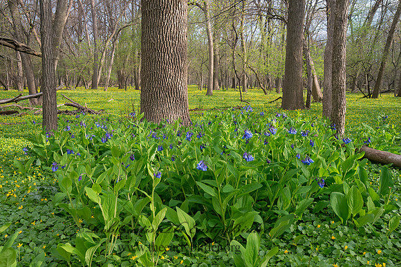 Mertensia virginica  VIRGINIA BLUEBELL 9021422z