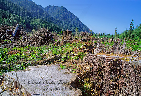 CLEARCUT OUTSIDE GATE 132719z