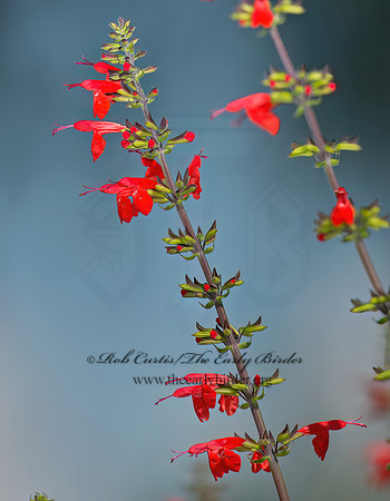 Salvia coccinea  TROPICAL SAGE 9014013z
