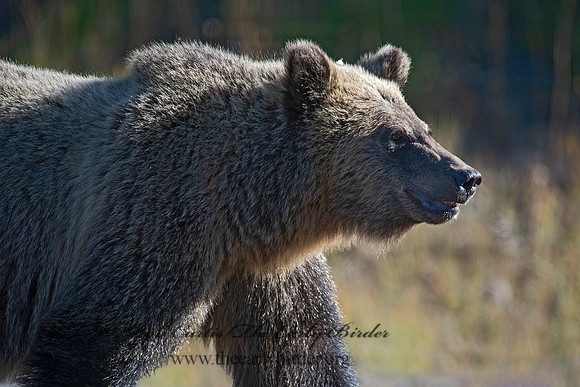 Ursus arctos horribilis  GRIZZLY BEAR 6036897z