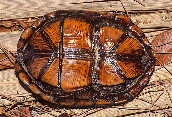 Terrapene carolina bauri  FLORIDA BOX TURTLE 19222z