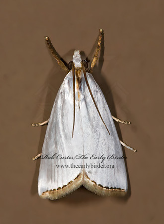 Urola nivalis SNOWY UROLA 8008323z