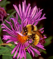 Bombus fervidus GOLDEN NORTHERN BUMBLEBEE 116126 z