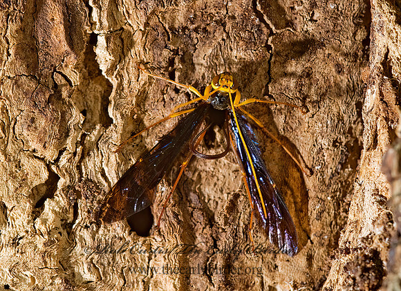 Megarhyssa atrata 8006066 Fz