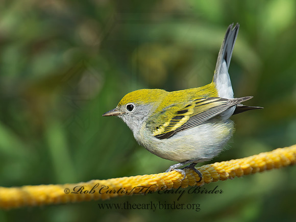 Setophaga pennsylvanica  CHESTNUT-SIDED WARBLER 9005515z