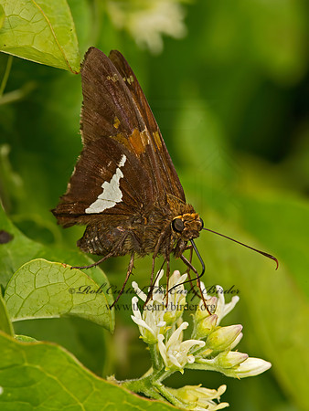 Epargyreus clarus  SILVER-SPOTTED SKIPPER 9048019z