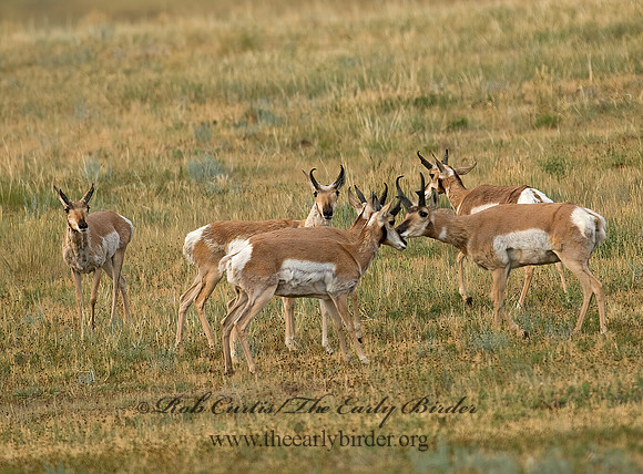 Antilocapra americana  PRONGHORN 7011600z