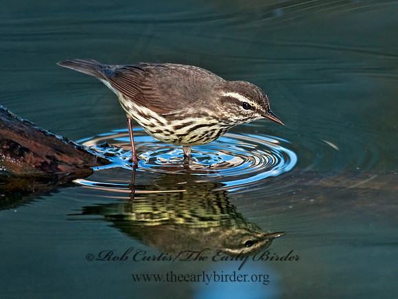 Parkesia noveboracensis  NORTHERN WATERTHRUSH 3007399z