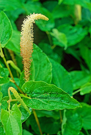 Saururus cernuus  LIZARD'S TAIL 173930z