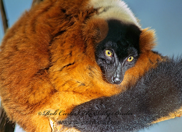 Varecia rubra  RED-RUFFED LEMUR 155229z
