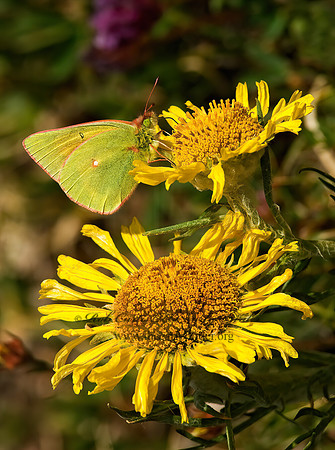 Colias meadii  MEAD'S SULPHUR 6027331z