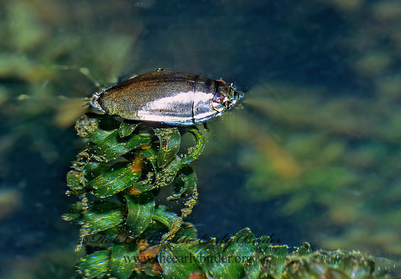 Dineutus 1285432z