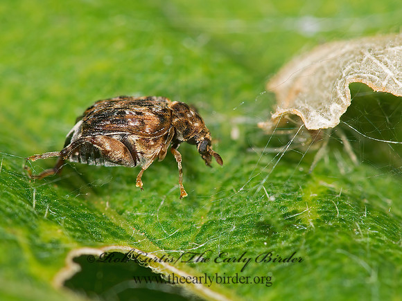 Gibbobruchus mimus 9003424z