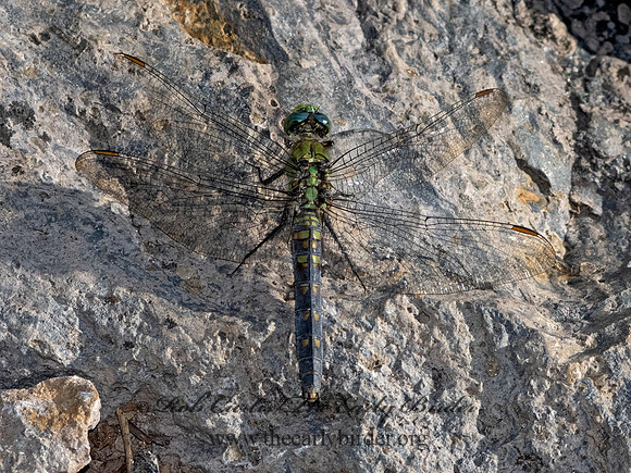Erythemis collocata WESTERN PONDHAWK 3024289