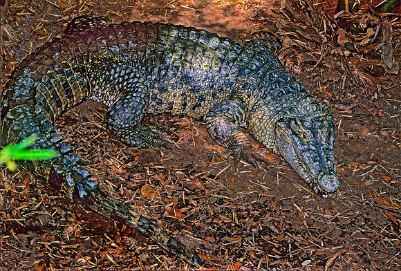 Crocodylus novaguine  NEW GUINEA CROCODILE 276727z