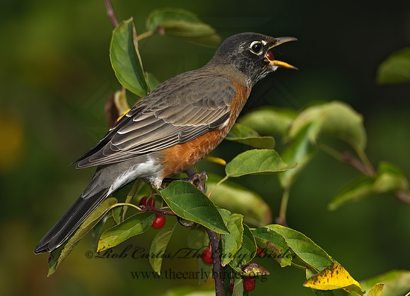 Turdus migratorius  AMERICAN ROBIN 7012901z