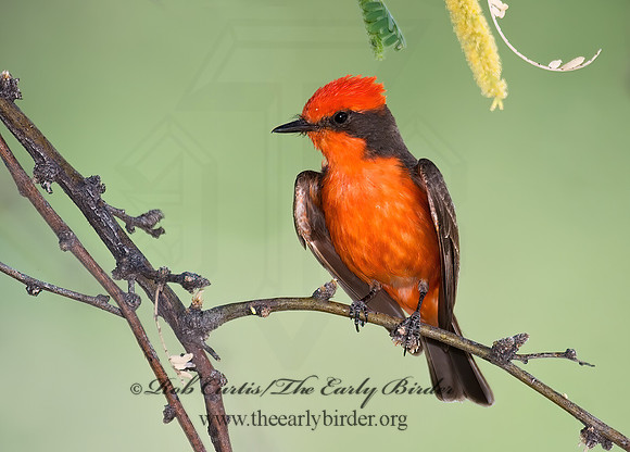 Pyrocephalus rubinus  VERMILION FLYCATCHER 7007391Z