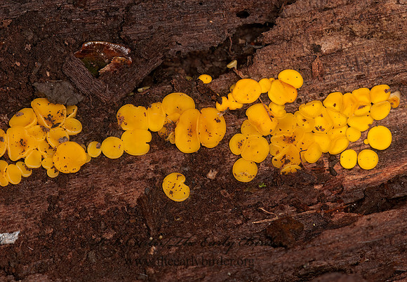 Helotiales  YELLOW FUNGUS  3014982z