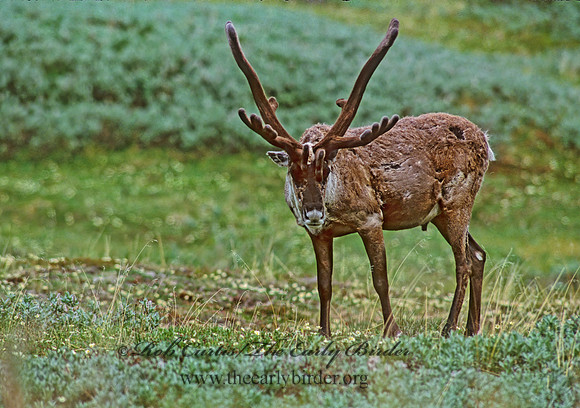 Rangifer tarandus  CARIBOU 235330z