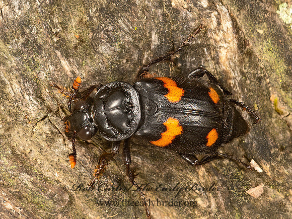 Nicrophorus orbicollis  ROUNDNECK SEXTON BEETLE 9048797z