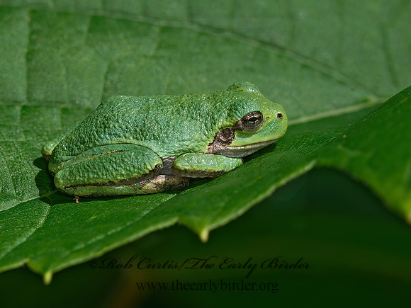 Dryphytes versicolor  GRAY TREE FROG 9040711 z
