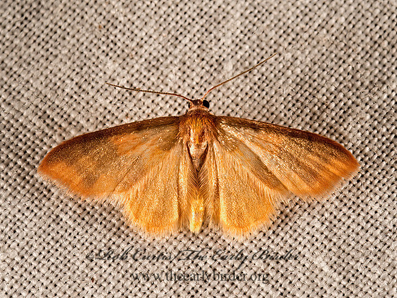 Idaea demissaria  RED-BORDERED WAVE MOTH 9050192z