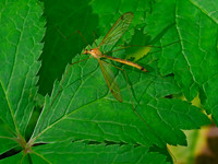 Nephrotoma dorsalis complex  TIGER CRANE FLY 1303510z