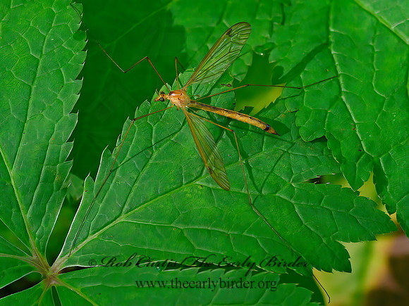 Nephrotoma dorsalis complex  TIGER CRANE FLY 1303510z